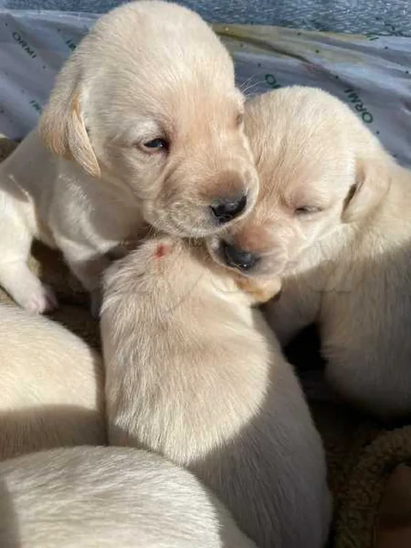 chiots labrador - Miniature 2
