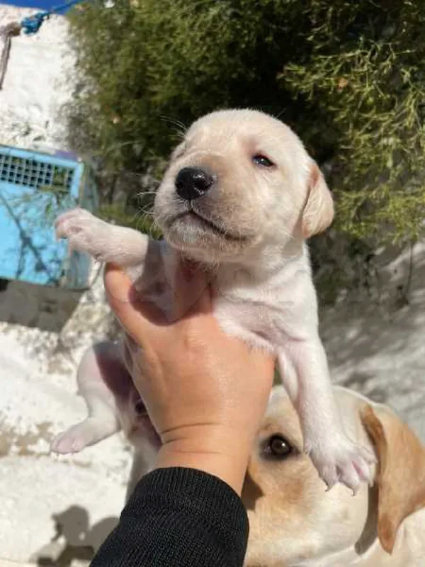 chiots labrador - Miniature 3