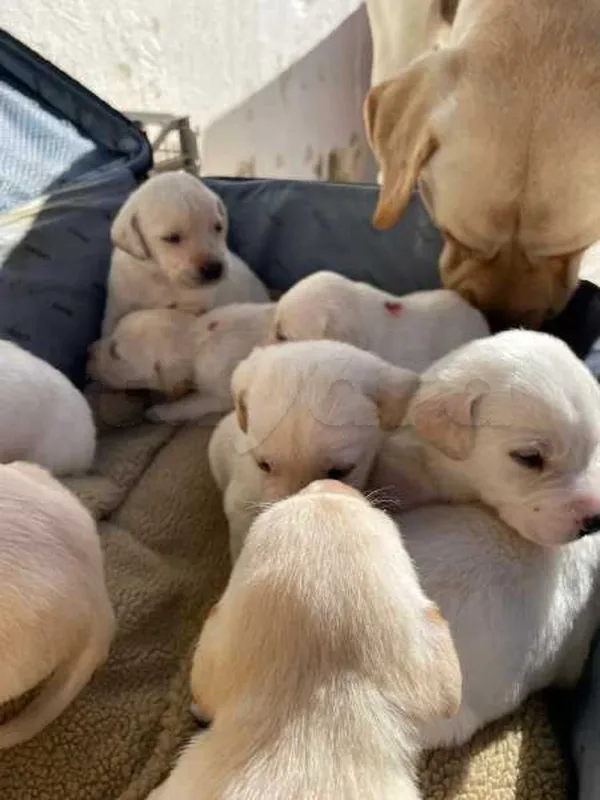 chiots labrador - Miniature 4