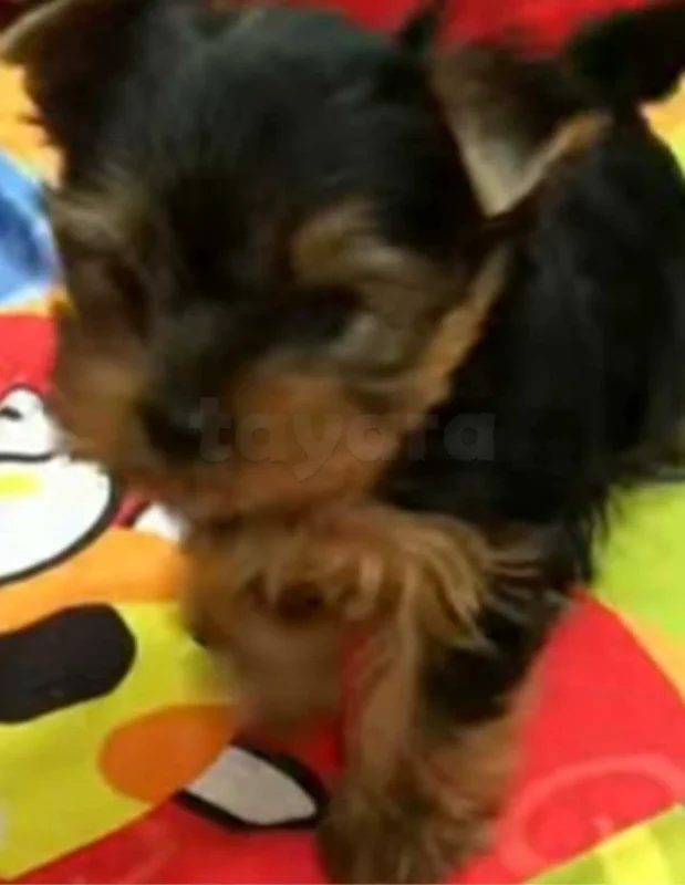 chiots yorkshire âge 11 semaines - Miniature 2