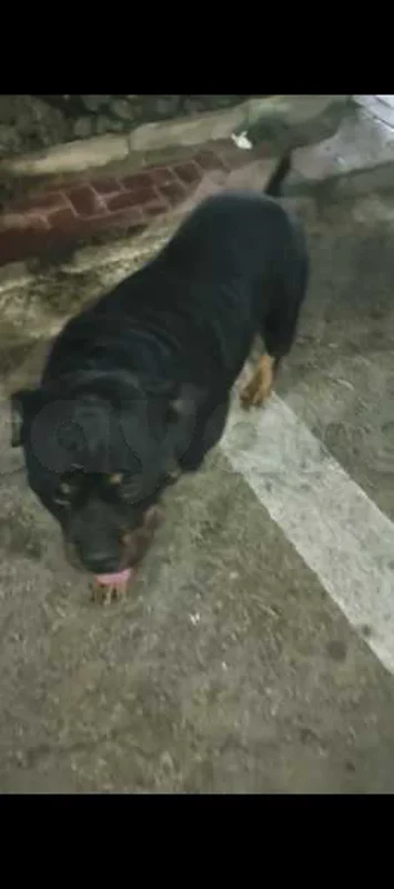 chiot rotteweiller 5 male w 3 female w m3ahom omhom tel :97272210 - Miniature 2