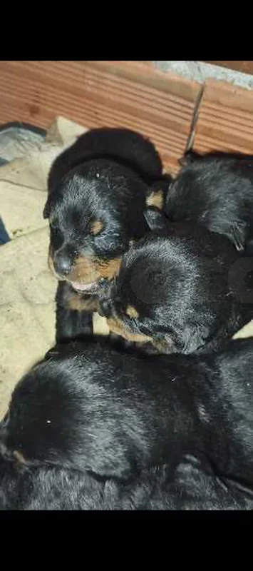 chiot rotteweiller 5 male w 3 female w m3ahom omhom tel :97272210 - Miniature 3