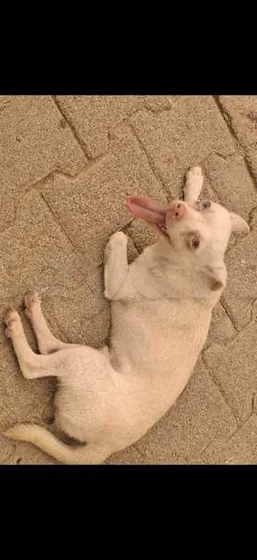 Chien CHIWAWA Race Male avec son carnet de vaccination - Miniature 3