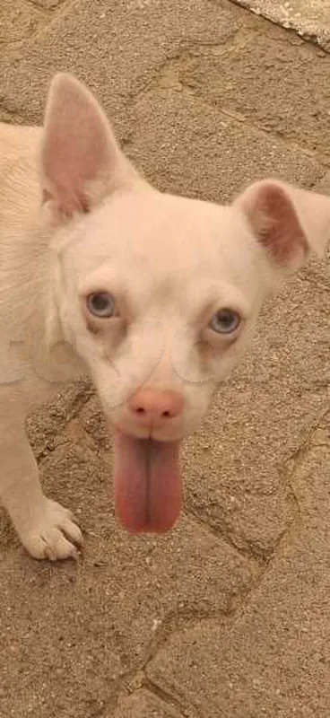 Chien CHIWAWA Race Male avec son carnet de vaccination - Miniature 4