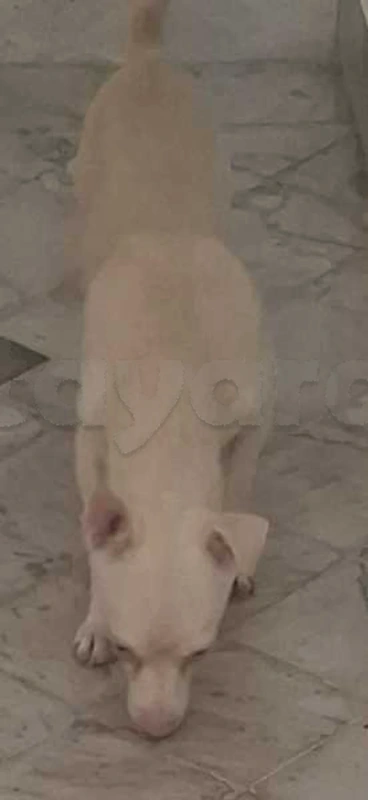 Chien CHIWAWA Race Male avec son carnet de vaccination - Miniature 5