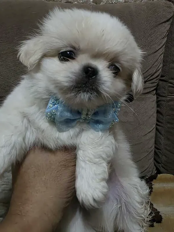 pekinois - Miniature 3