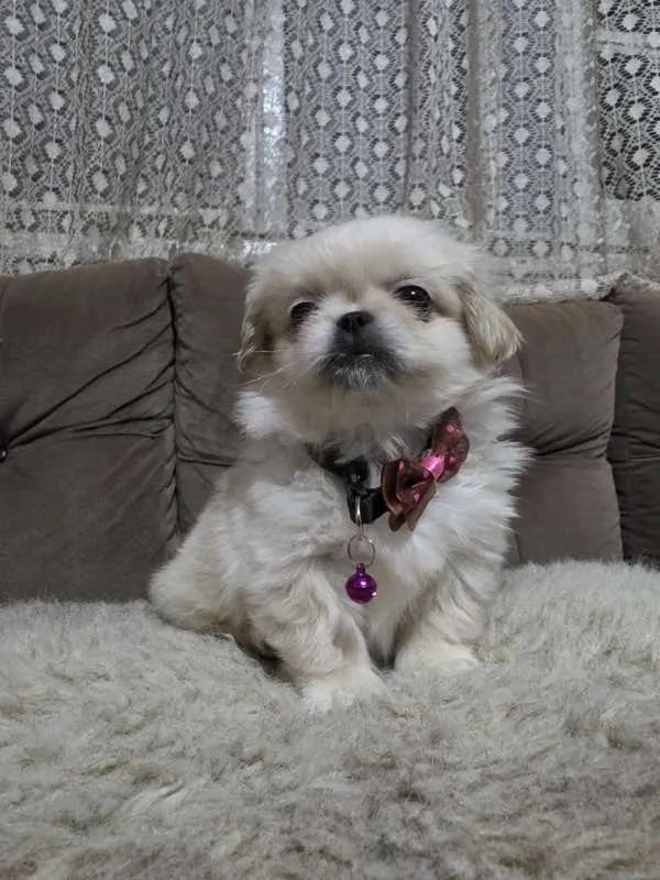 pekinois - Miniature 2