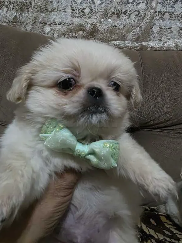 pekinois - Miniature 4