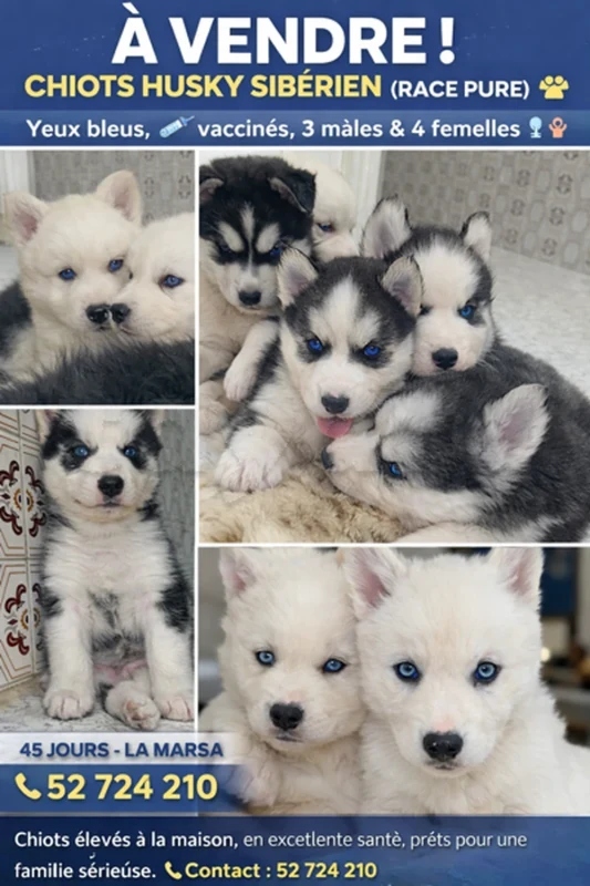 🐾 À VENDRE – CHIOTS HUSKY SIBÉRIEN (RACE PURE)