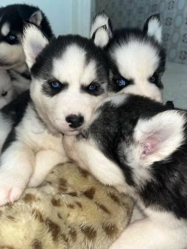 🐾 À VENDRE – CHIOTS HUSKY SIBÉRIEN (RACE PURE) - Miniature 2