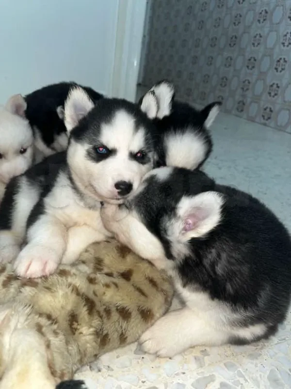 🐾 À VENDRE – CHIOTS HUSKY SIBÉRIEN (RACE PURE) - Miniature 3