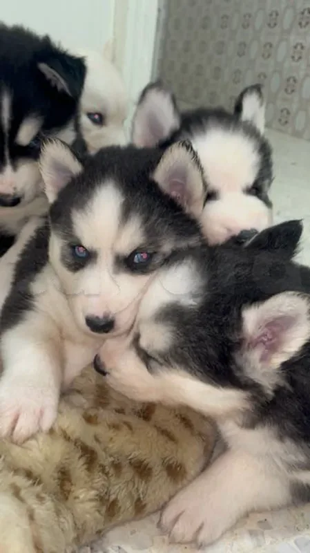 🐾 À VENDRE – CHIOTS HUSKY SIBÉRIEN (RACE PURE) - Miniature 4