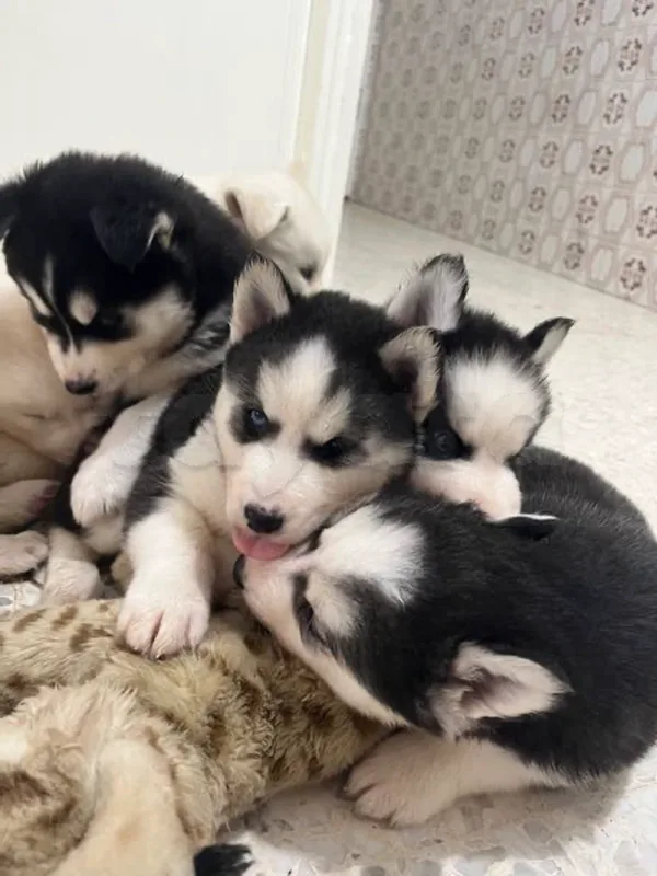 🐾 À VENDRE – CHIOTS HUSKY SIBÉRIEN (RACE PURE) - Miniature 5