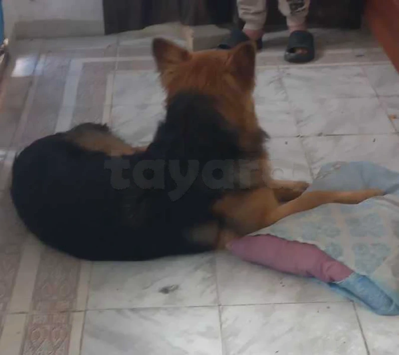 Berger - Miniature 3