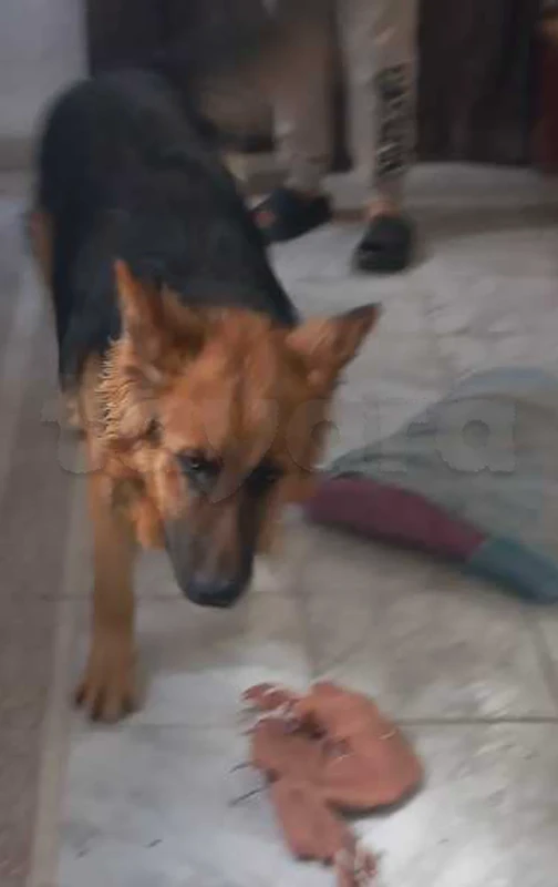 Berger - Miniature 4