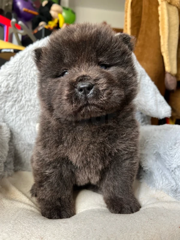 Chow chow - Miniature 3