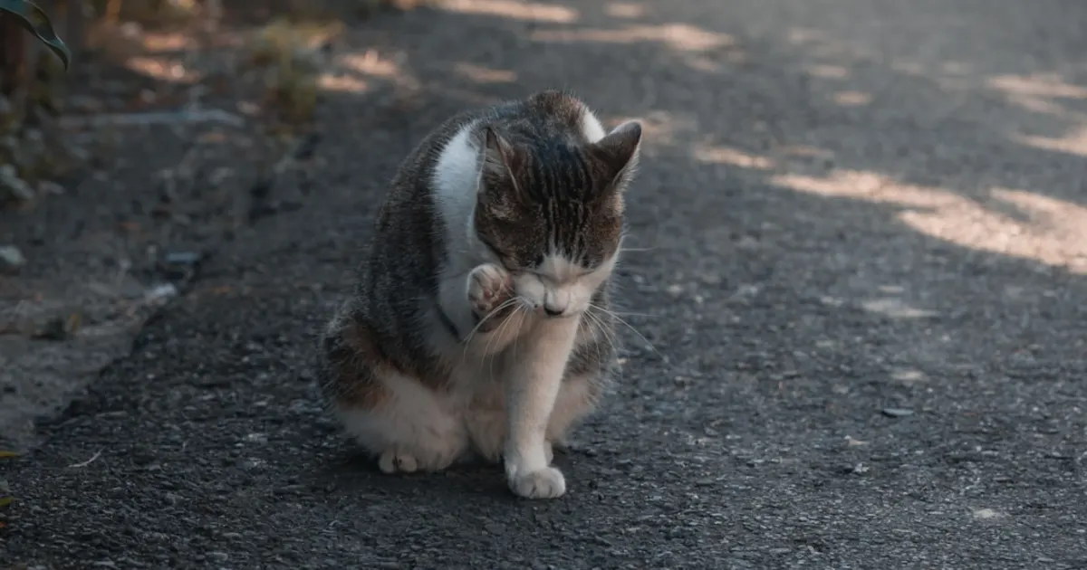 Clinique Vétérinaire Dr Seifeddine Issaoui Le Bardo - Guide 2024