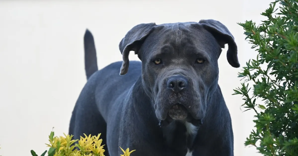 Cane Corso Prix Tunisie 2024 : Guide Complet d'Achat