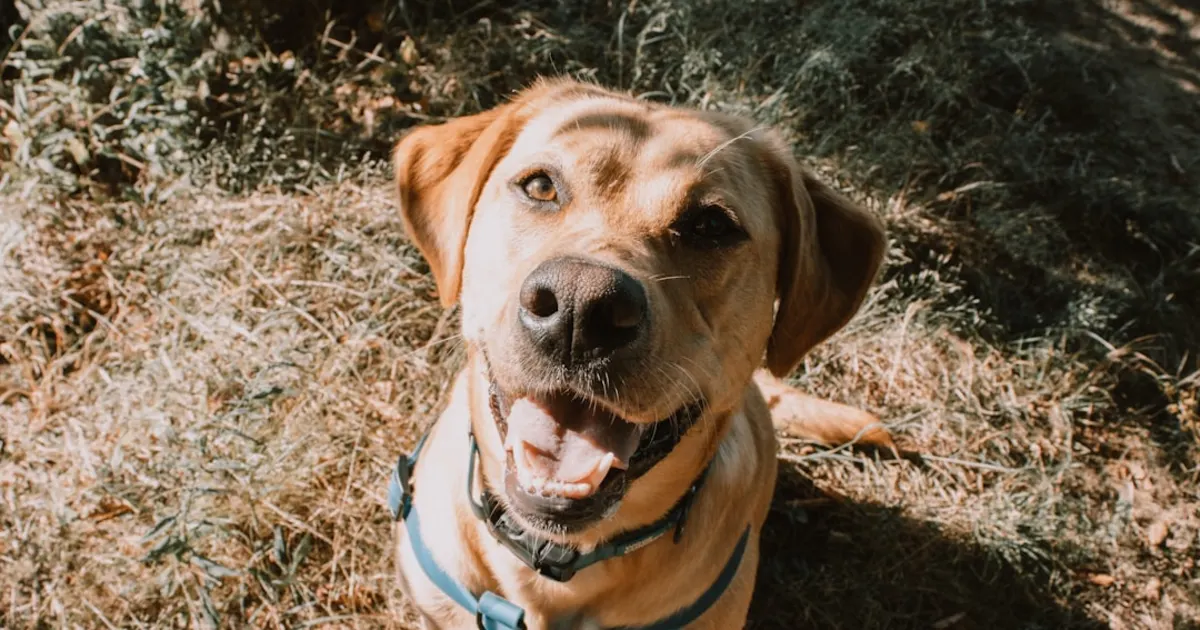 Chien Tunisie : Guide Complet pour Adopter et Élever