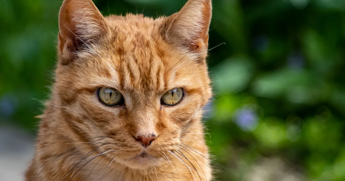 Chat Tunis : Guide Complet pour Adopter et Élever un Chat