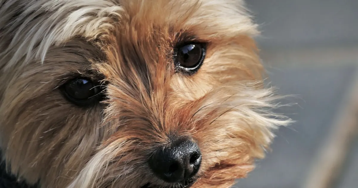 Chow Chow Prix en Tunisie 2024 : Guide Complet