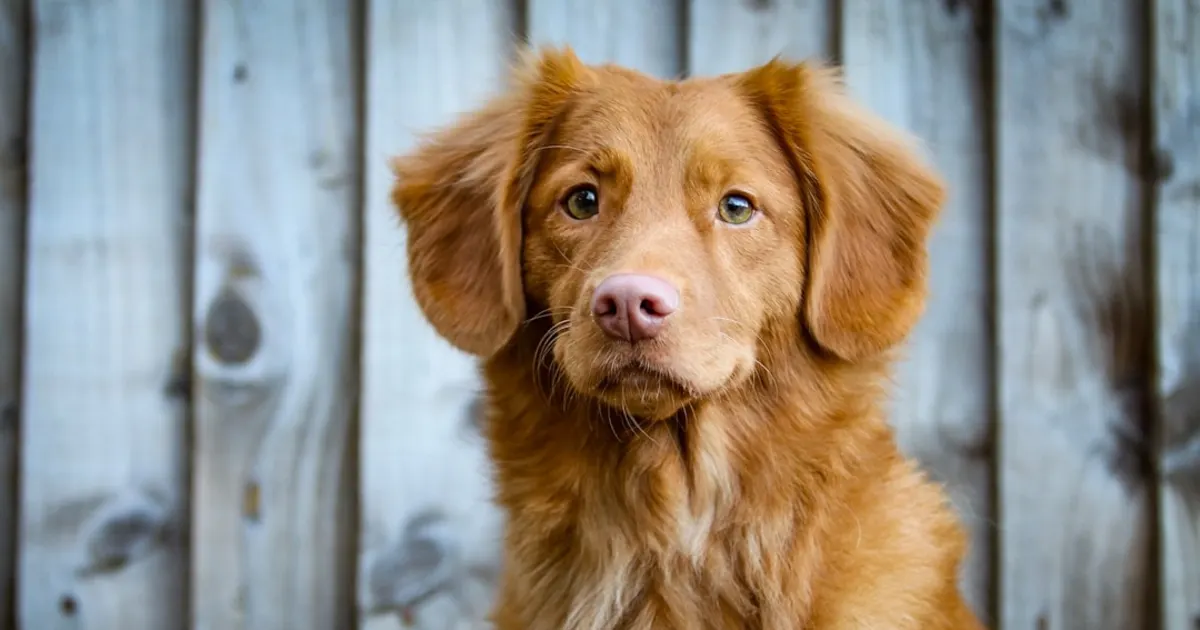 Noveda : Guide Complet sur cette Marque d'Aliments pour Chiens