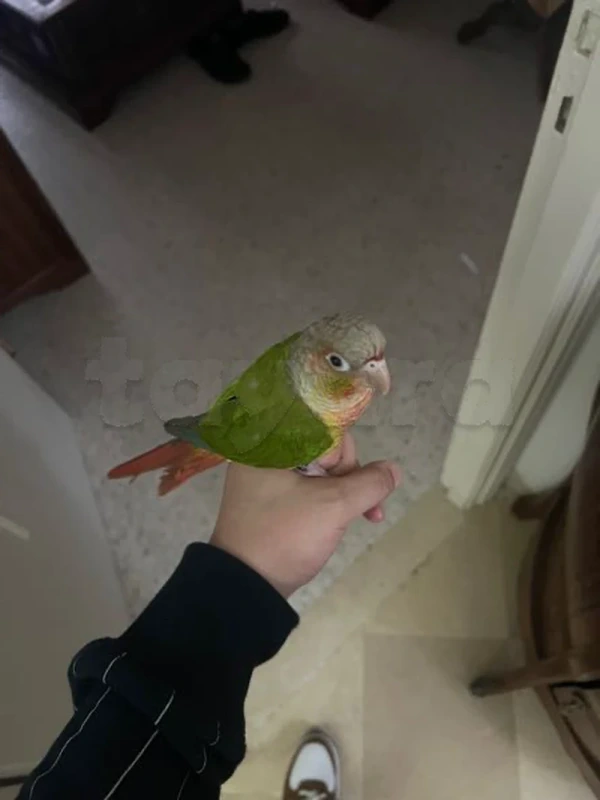 conure