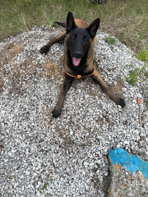 Chiot Malinois pure race – 5 mois – vacciné et suivi vétérinairement