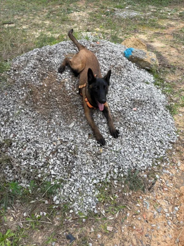 Chiot Malinois pure race – 5 mois – vacciné et suivi  vétérinairement - Miniature 2