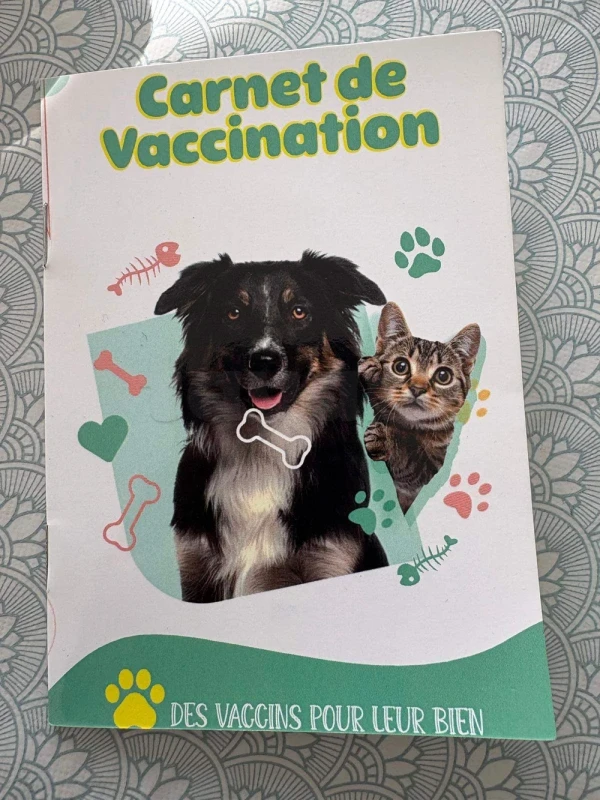 Chiot Malinois pure race – 5 mois – vacciné et suivi  vétérinairement - Miniature 3