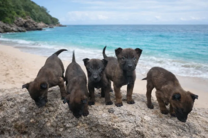 Chiot malinoi charbonnet