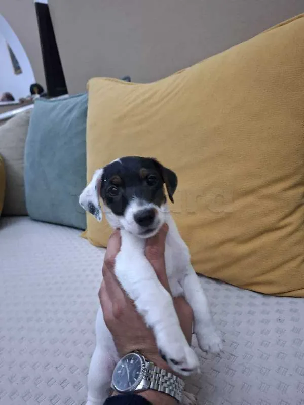 chiots jack russel
