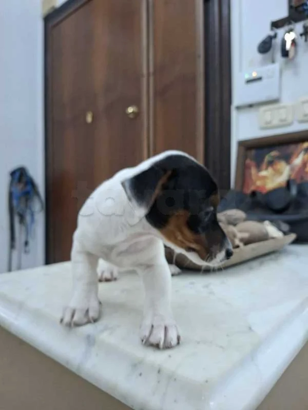 chiots jack russel - Miniature 2