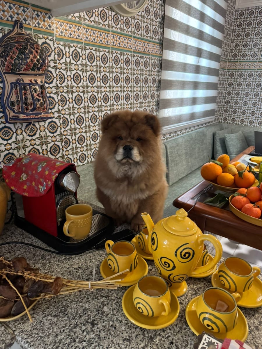 Adorable chiot chow-chow race pure