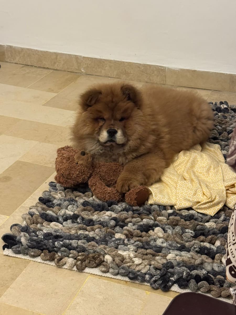 Adorable chiot chow-chow race pure - Miniature 2