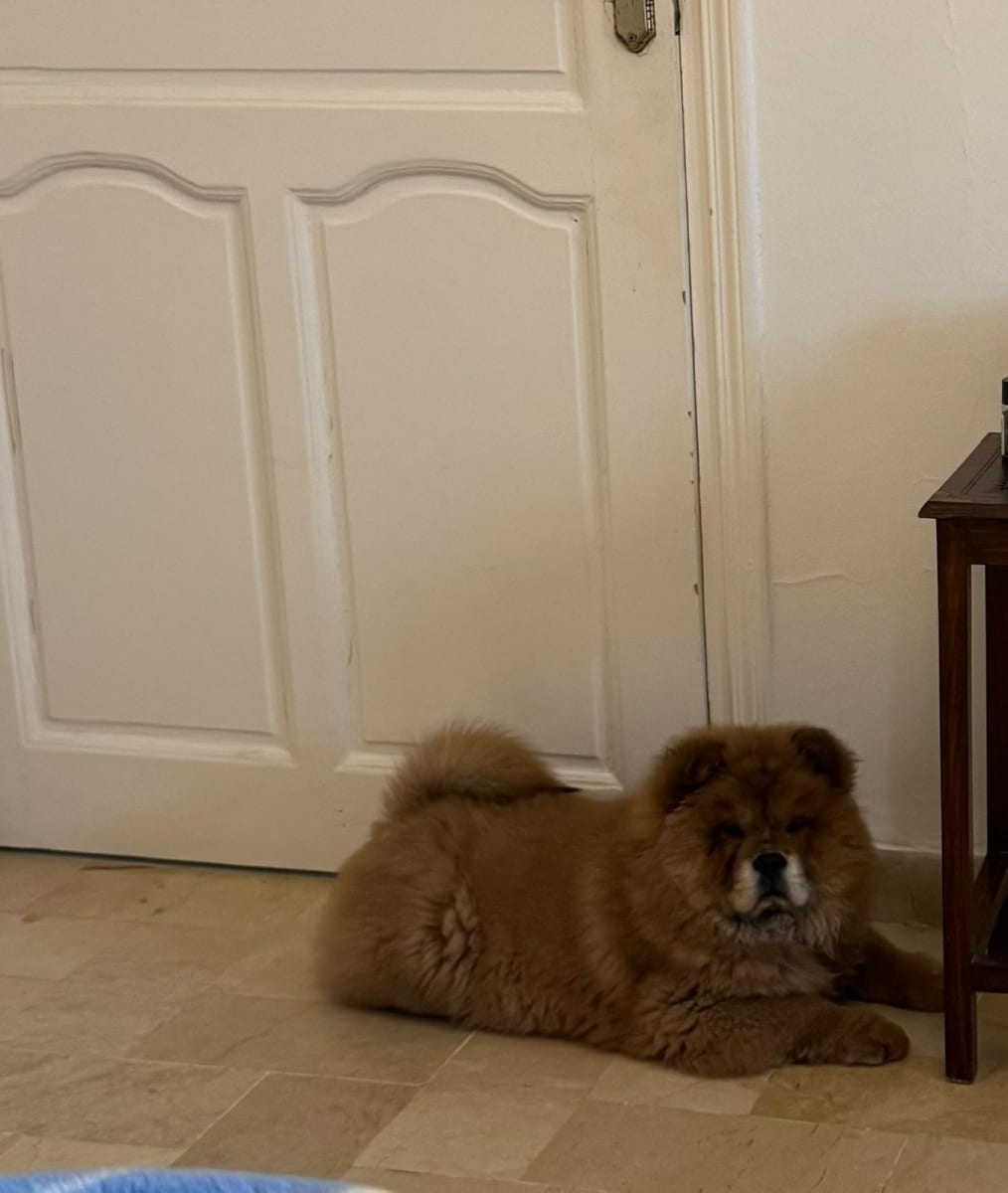 Adorable chiot chow-chow race pure - Miniature 3