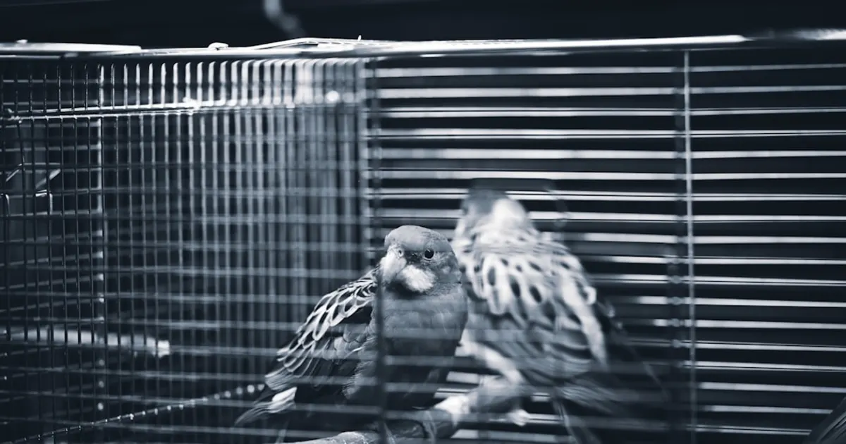 Guide Complet du Hamster en Tunisie - Prix, Soins et Conseils