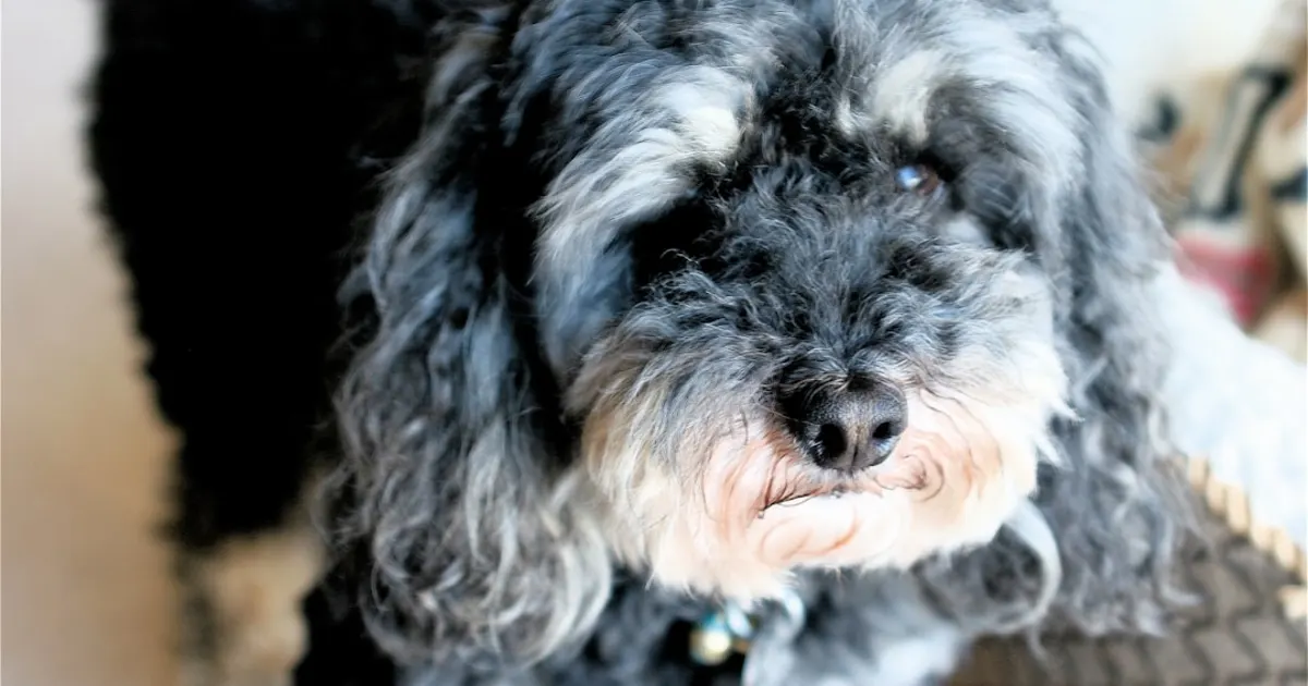 Ahlem Kadhi : Éleveuse Experte de Caniches et Bichons Tunisie