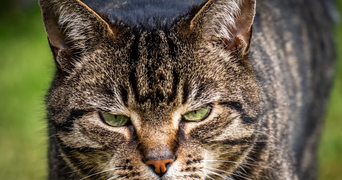 Chiwawa Prix en Tunisie 2024: Guide Complet d'Achat