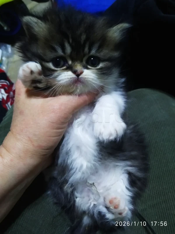 À VENDRE CHATONS PERSAN - Miniature 4