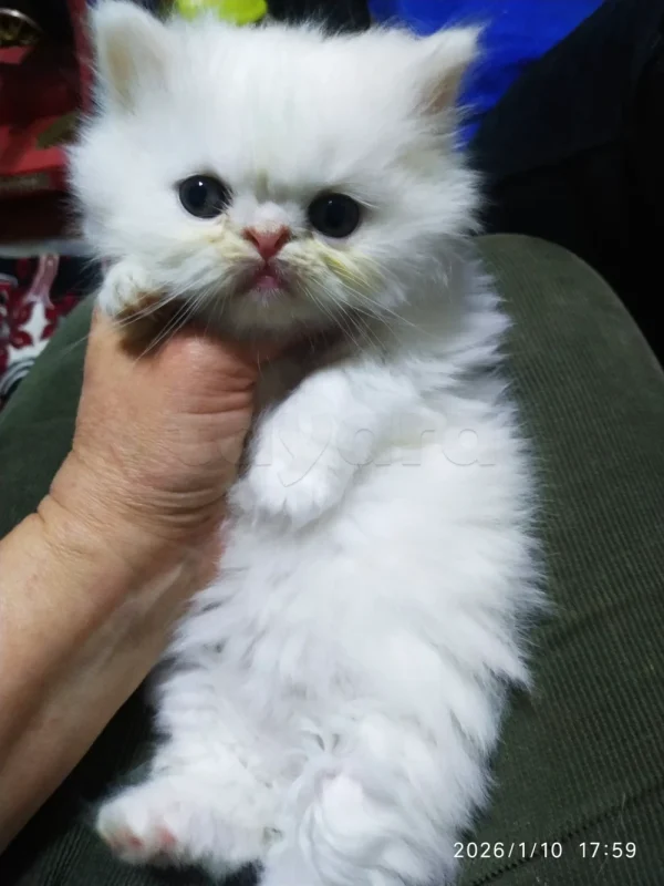 À VENDRE CHATONS PERSAN - Miniature 3