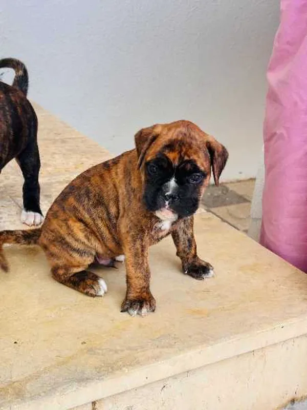 chiot boxer - Miniature 2