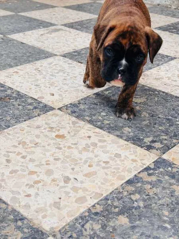 chiot boxer - Miniature 3