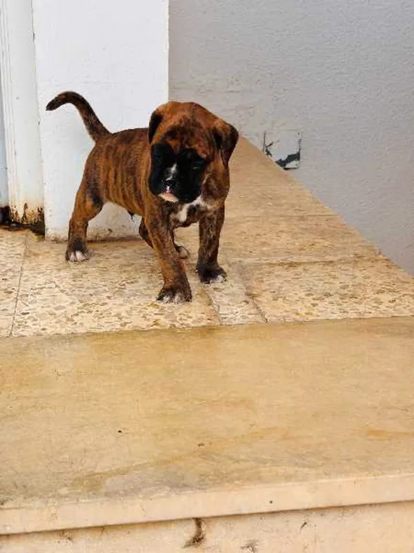 chiot boxer - Miniature 4