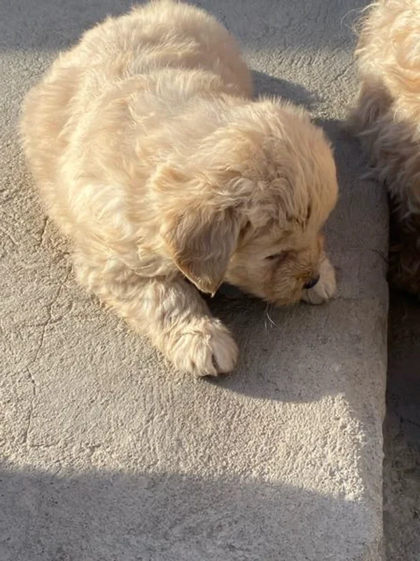 caniche - Miniature 2