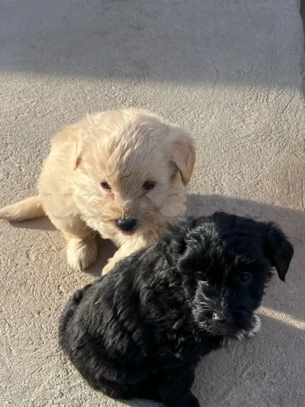 caniche - Miniature 3