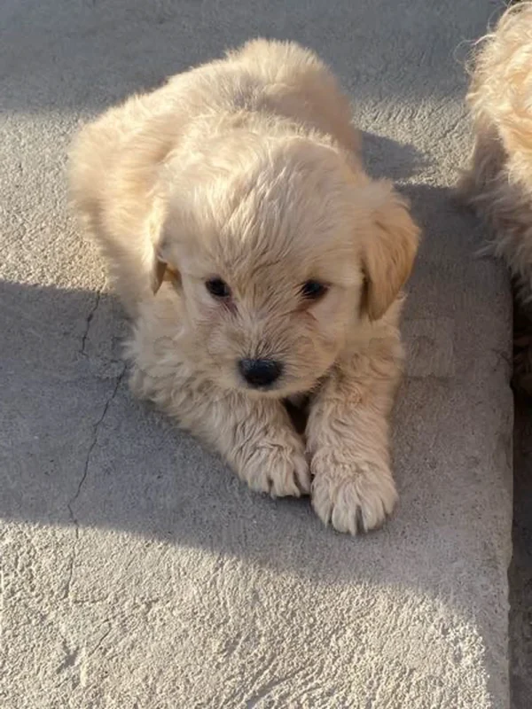 caniche - Miniature 5