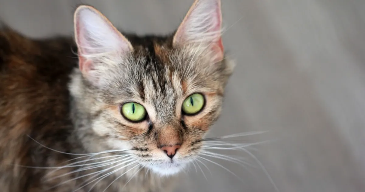 Vétérinaire Soukra : Guide Complet pour Soins Animaux