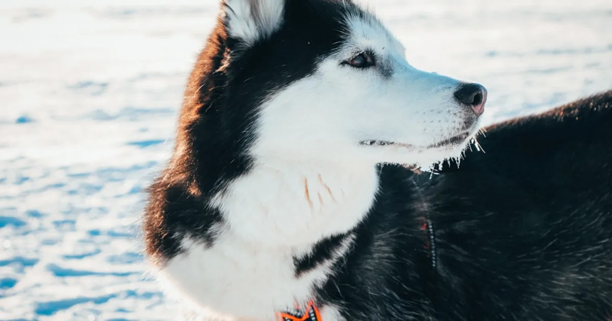 Chien Husky Prix en Tunisie : Guide Complet 2024