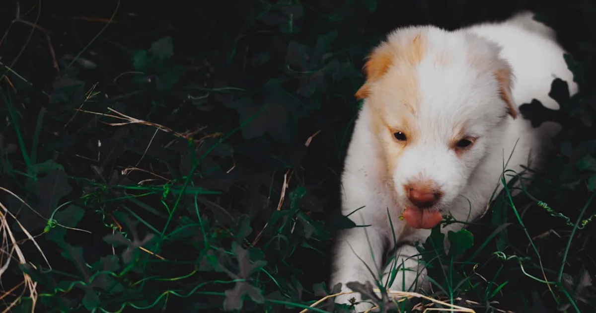 Chiot : Guide Complet pour Adopter et Élever un Chiot en Tunisie